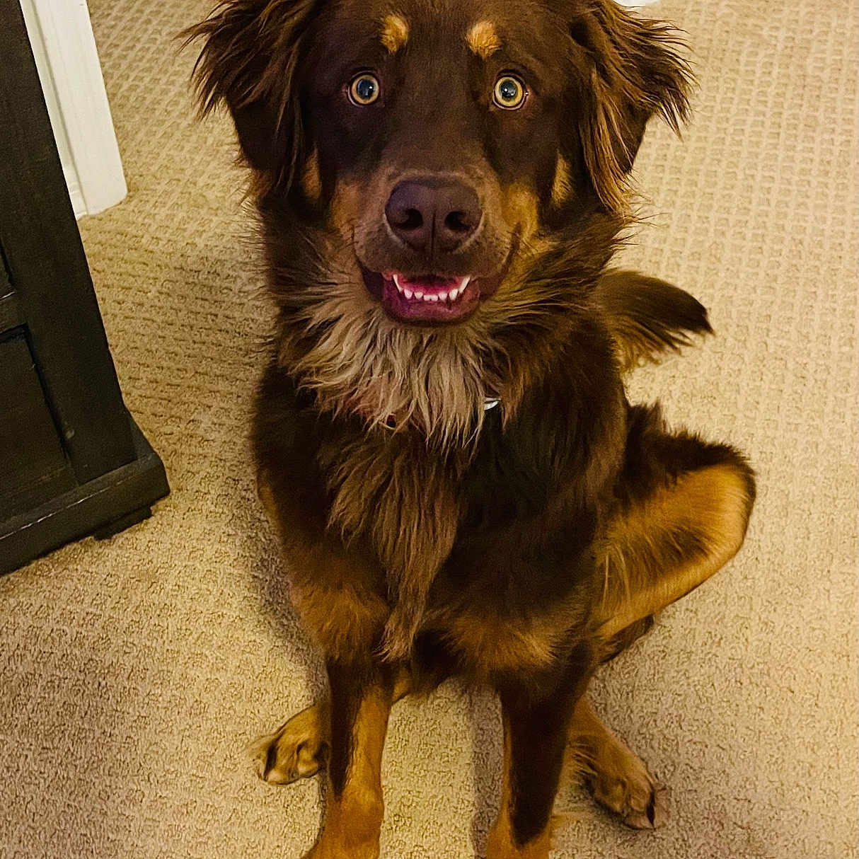 Bear