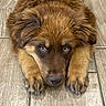 Bear joined the competition — help win amazing prizes! puppy, dog, brown_fur, fluffy, lying_down, wooden_floor, indoor, portrait, close_up, blue_eyes, brown_eyes, floppy_ears, paws, long_fur, cute, pet, animal, adorable, flooring, looking_at_camera