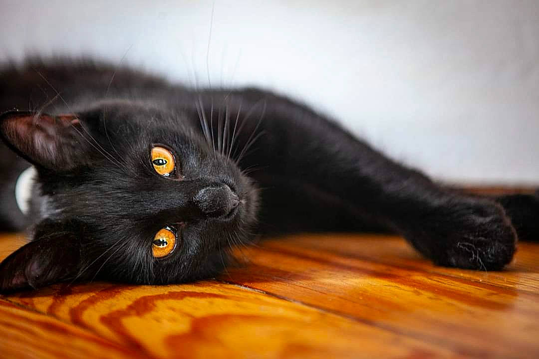 Luna joined the competition — help win amazing prizes! black_cat, bombay, carnivore, cat, claw, comfort, domestic_short_haired_cat, felidae, flooring, fur, hardwood, small_to_medium_sized_cats, snout, terrestrial_animal, whiskers, wood, wood_flooring