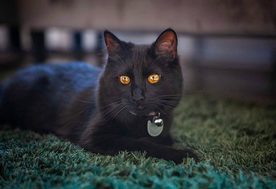 Luna is registered to the contest to win money with this photo: black_cat, bombay, carnivore, cat, darkness, domestic_short_haired_cat, felidae, fur, grass, grey, night, plant, sitting, small_to_medium_sized_cats, snout, tail, terrestrial_animal, tree, whiskers, wildlife