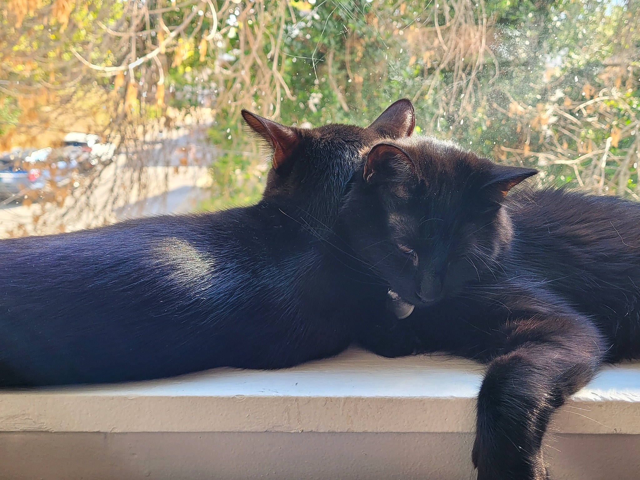 Luna joined the competition — help win amazing prizes! black_cat, carnivore, cat, claw, comfort, domestic_short_haired_cat, felidae, fur, grass, mammal, plant, sitting, small_to_medium_sized_cats, snout, tail, terrestrial_animal, tree, whiskers