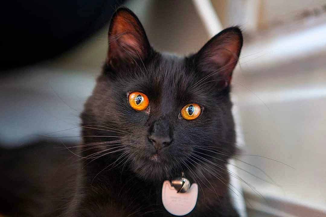 Luna is registered to the contest to win money with this photo: black_cat, bombay, carnivore, cat, domestic_short_haired_cat, ear, eye, felidae, fur, havana_brown, head, iris, small_to_medium_sized_cats, snout, terrestrial_animal, whiskers, window