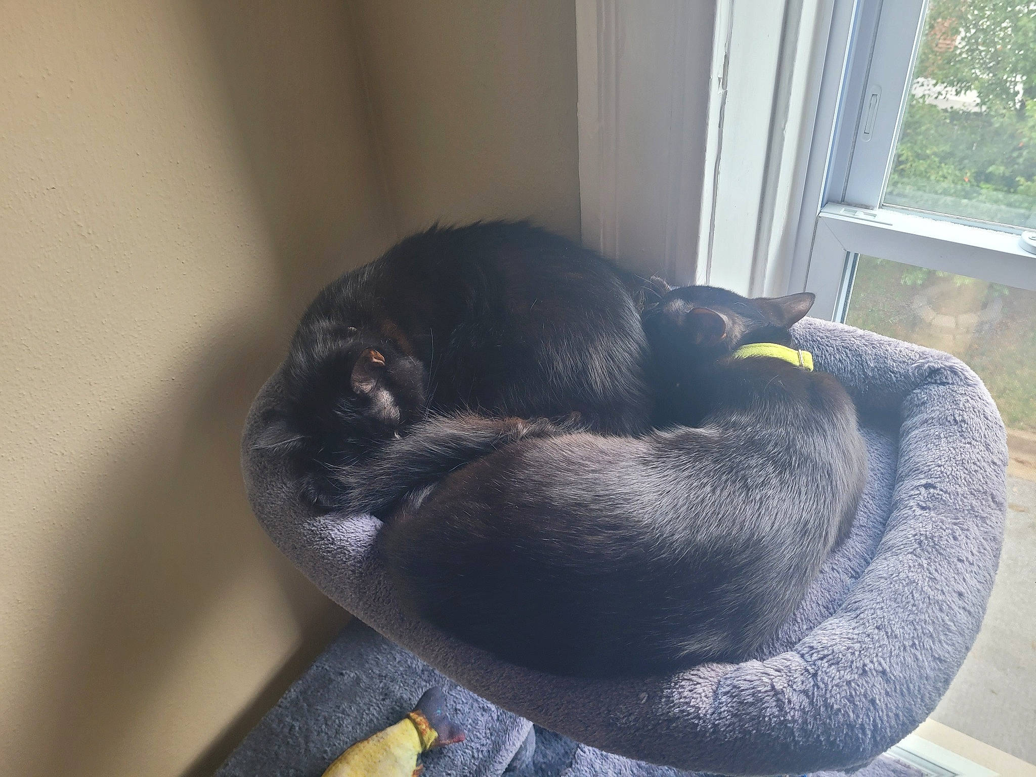 Draco is registered to the contest to win money with this photo: carnivore, comfort, companion_dog, dog, dog_breed, felidae, fur, grey, guard_dog, nap, sporting_group, tail, terrestrial_animal, tree, whiskers, window