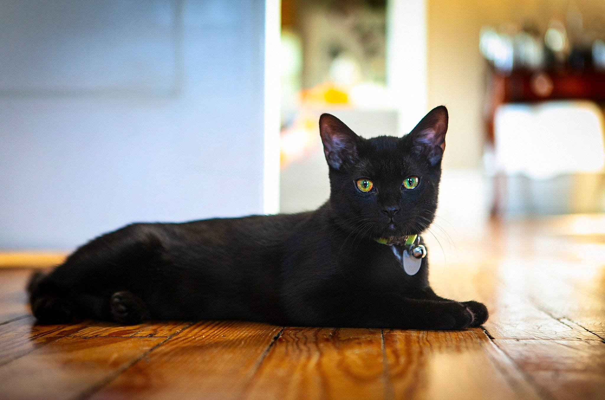 Draco is registered to the contest to win money with this photo: black_cat, bombay, carnivore, cat, domestic_short_haired_cat, felidae, flooring, fur, grey, hardwood, sitting, small_to_medium_sized_cats, snout, tail, terrestrial_animal, whiskers, window, wood