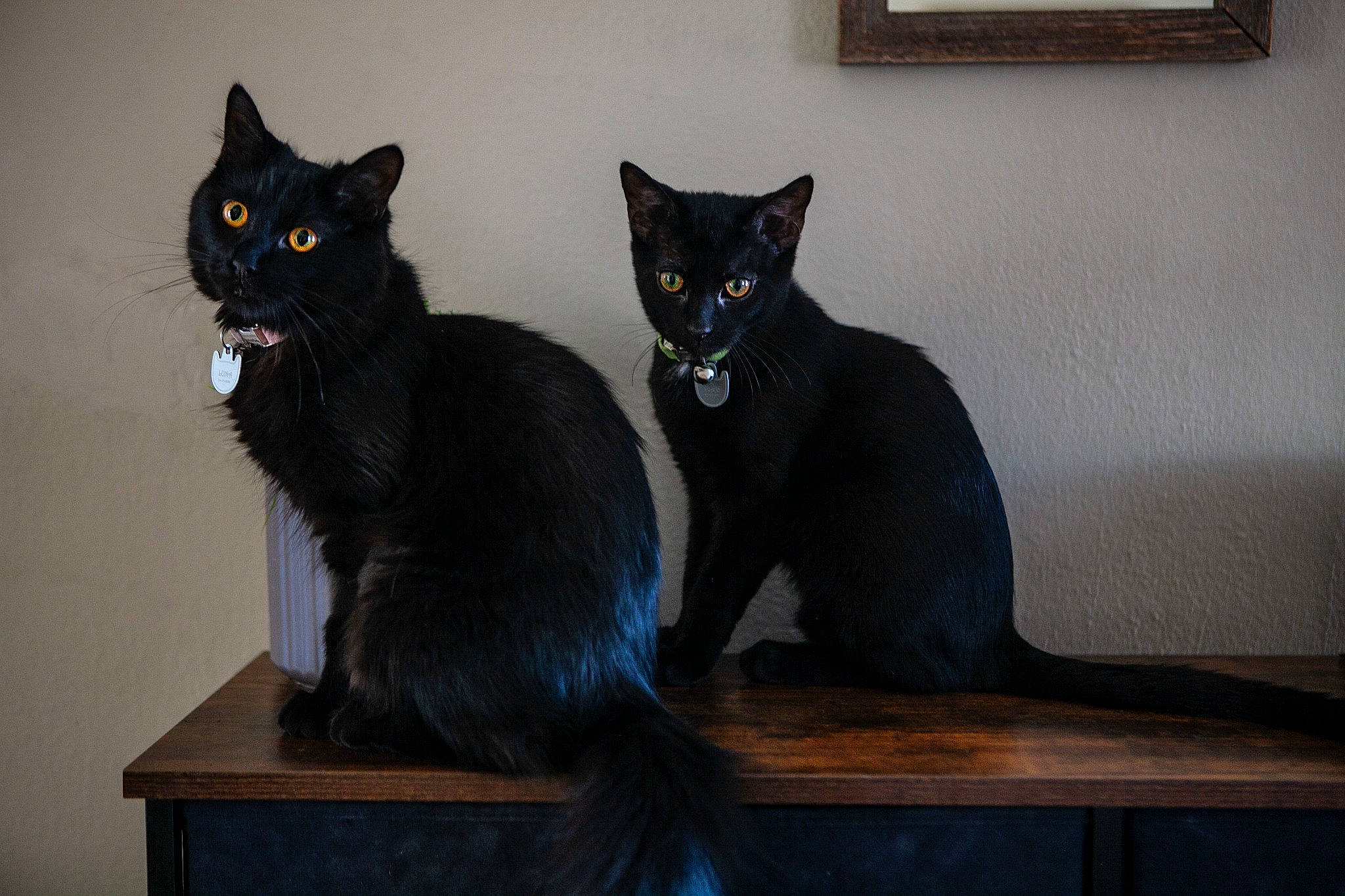 Draco is registered to the contest to win money with this photo: black_cat, bombay, carnivore, cat, cat_furniture, domestic_short_haired_cat, felidae, fur, grey, hardwood, havana_brown, paw, small_to_medium_sized_cats, snout, table, tail, whiskers, window, wood