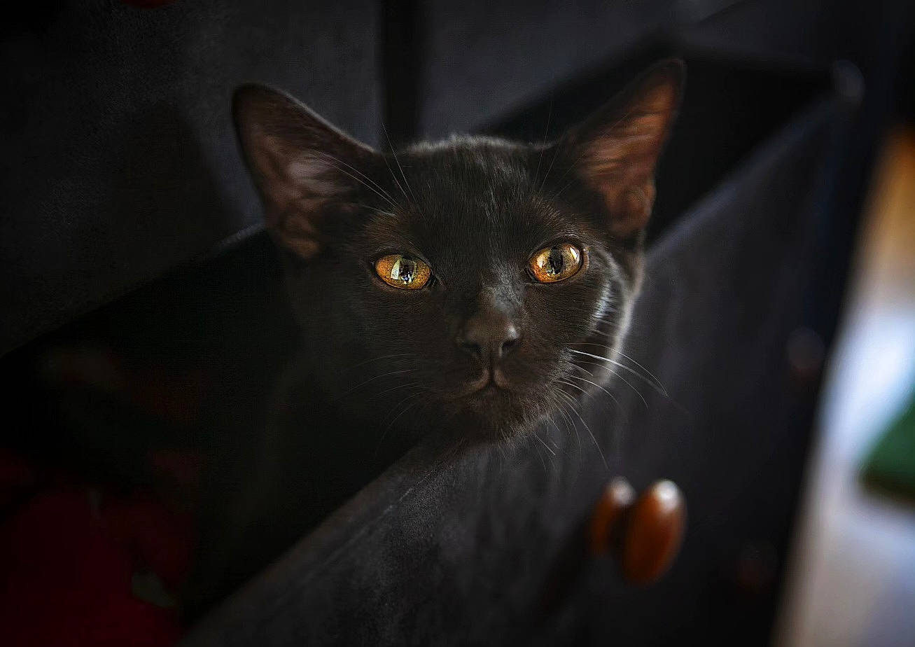 Draco is registered to the contest to win money with this photo: black_cat, bombay, carnivore, cat, darkness, domestic_short_haired_cat, ear, eye, felidae, fur, head, human_body, night, small_to_medium_sized_cats, snout, whiskers, window
