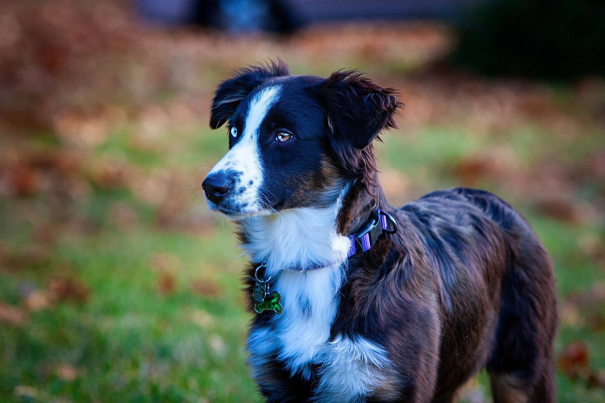 Sheyenne is registered to the contest to win money with this photo: australian_collie, australian_shepherd, borador, border_collie, carnivore, collar, companion_dog, dog, dog_breed, dog_collar, electric_blue, fur, grass, herding_dog, plant, sporting_group, terrestrial_animal, whiskers, working_animal, working_dog