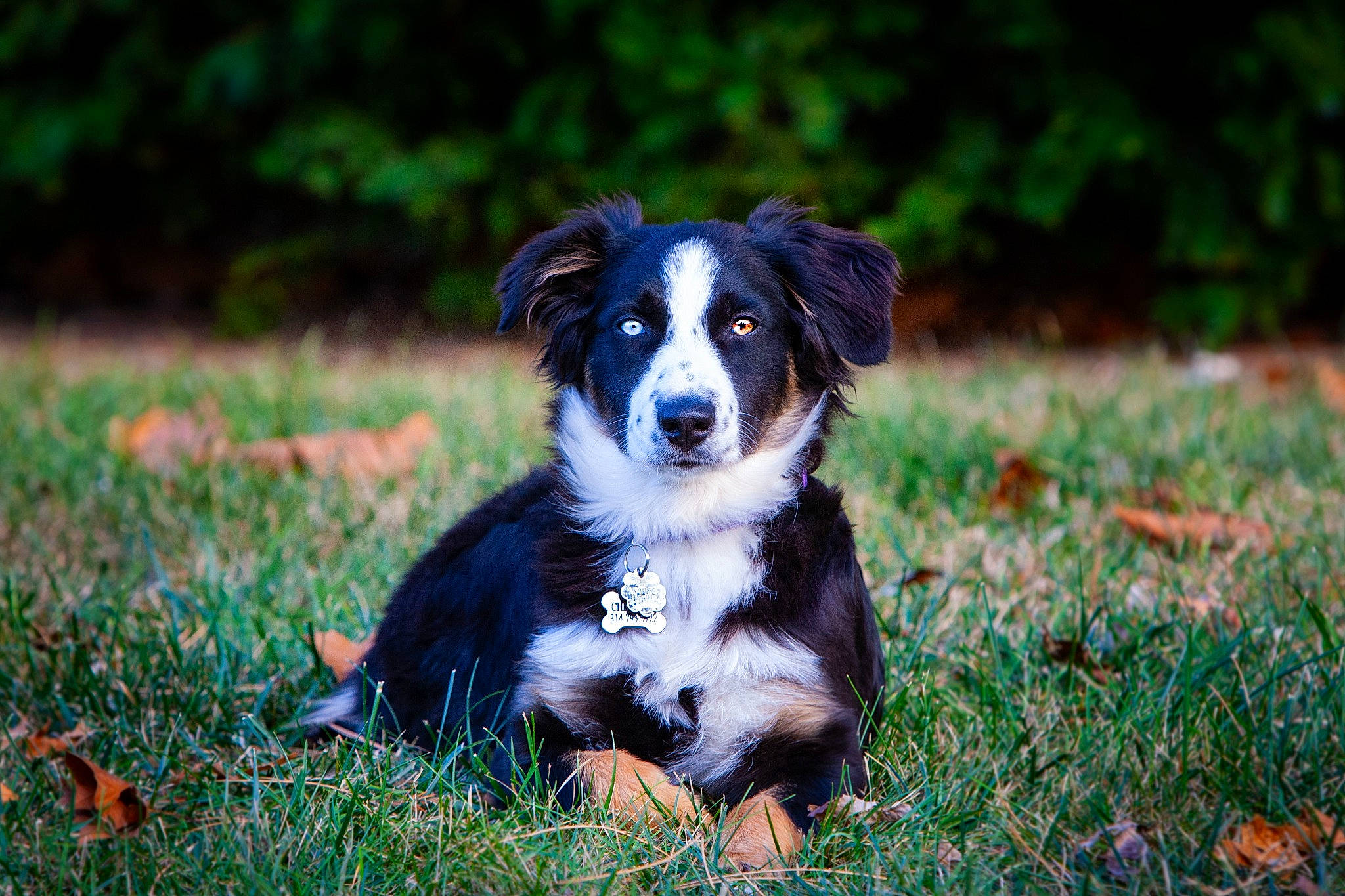 Sheyenne is registered to the contest to win money with this photo: australian_collie, border_collie, canidae, carnivore, companion_dog, dog, dog_breed, electric_blue, grass, herbaceous_plant, herding_dog, plant, puppy, sporting_group, terrestrial_animal, tree, whiskers, working_animal, working_dog