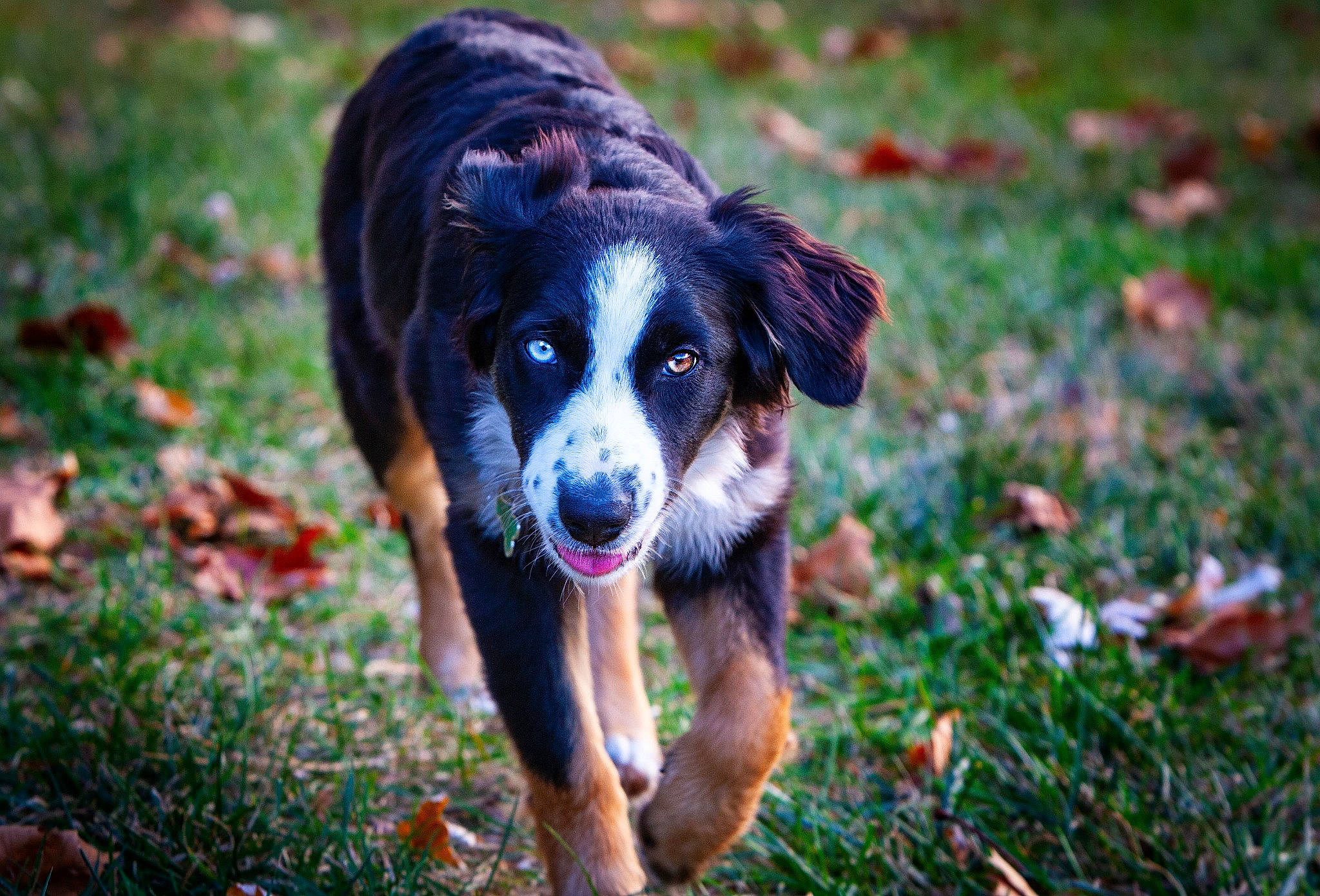Sheyenne is registered to the contest to win money with this photo: ball, canidae, carnivore, companion_dog, dog, dog_breed, fur, grass, groundcover, guard_dog, herding_dog, hunting_dog, plant, snout, soil, sporting_group, terrestrial_animal, tree, working_animal, working_dog