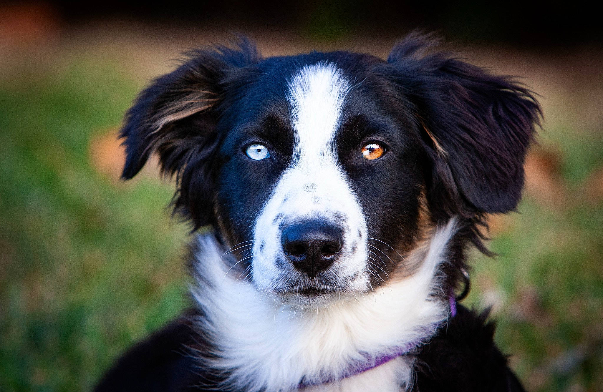 Sheyenne joined the competition — help win amazing prizes! australian_collie, border_collie, carnivore, companion_dog, dog, dog_breed, electric_blue, fur, grass, herding_dog, plant, snout, sporting_group, terrestrial_animal, whiskers, working_dog