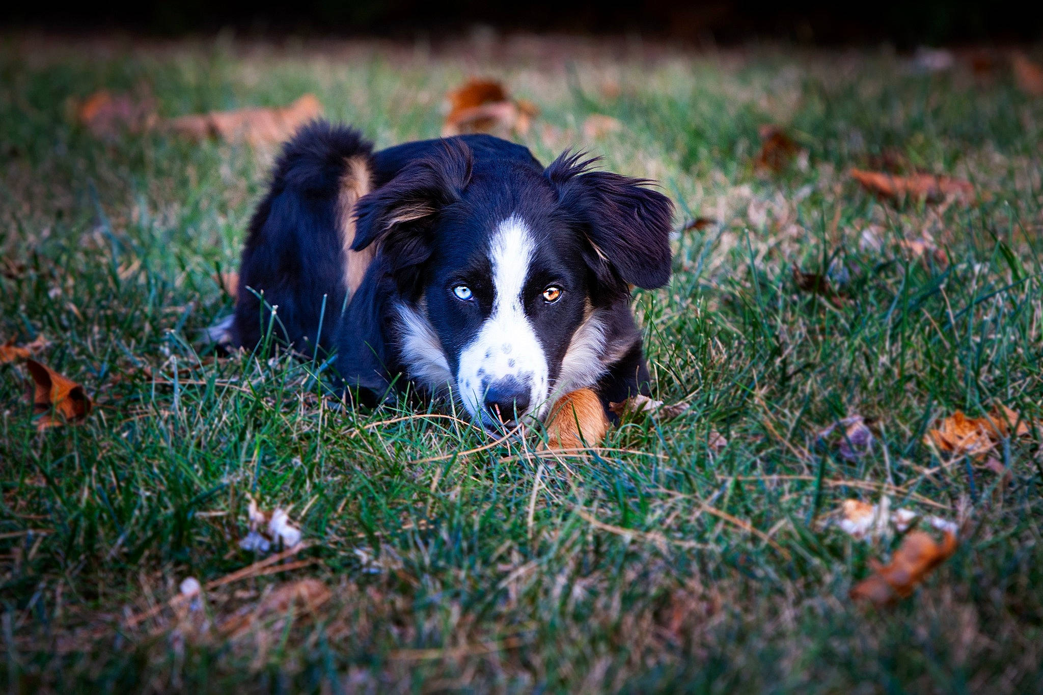 Sheyenne joined the competition — help win amazing prizes! canidae, carnivore, companion_dog, dog, dog_breed, field, grass, grassland, herding_dog, people_in_nature, plant, shadow, soil, sporting_group, sunlight, tints_and_shades, whiskers, working_dog