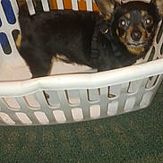 Pupster joined the competition — help win amazing prizes! animal, black_dog, brown_dog, carpet, close_up, companion, curious, cute, dog, domestic_pet, ears_up, floor, household, indoor, laundry_basket, looking_at_camera, pet, plastic_basket, small_dog, standing