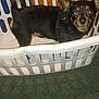 animal, black_dog, brown_dog, carpet, close_up, companion, curious, cute, dog, domestic_pet, ears_up, floor, household, indoor, laundry_basket, looking_at_camera, pet, plastic_basket, small_dog, standing