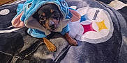 Pupster joined the competition — help win amazing prizes! animal, bedroom, black_and_tan, blanket, blue_clothing, canine, costume, cozy, cute, dog, ears, furry, indoor, looking_up, lying_down, pet, pittsburgh_steelers, resting, small_dog, soft_texture