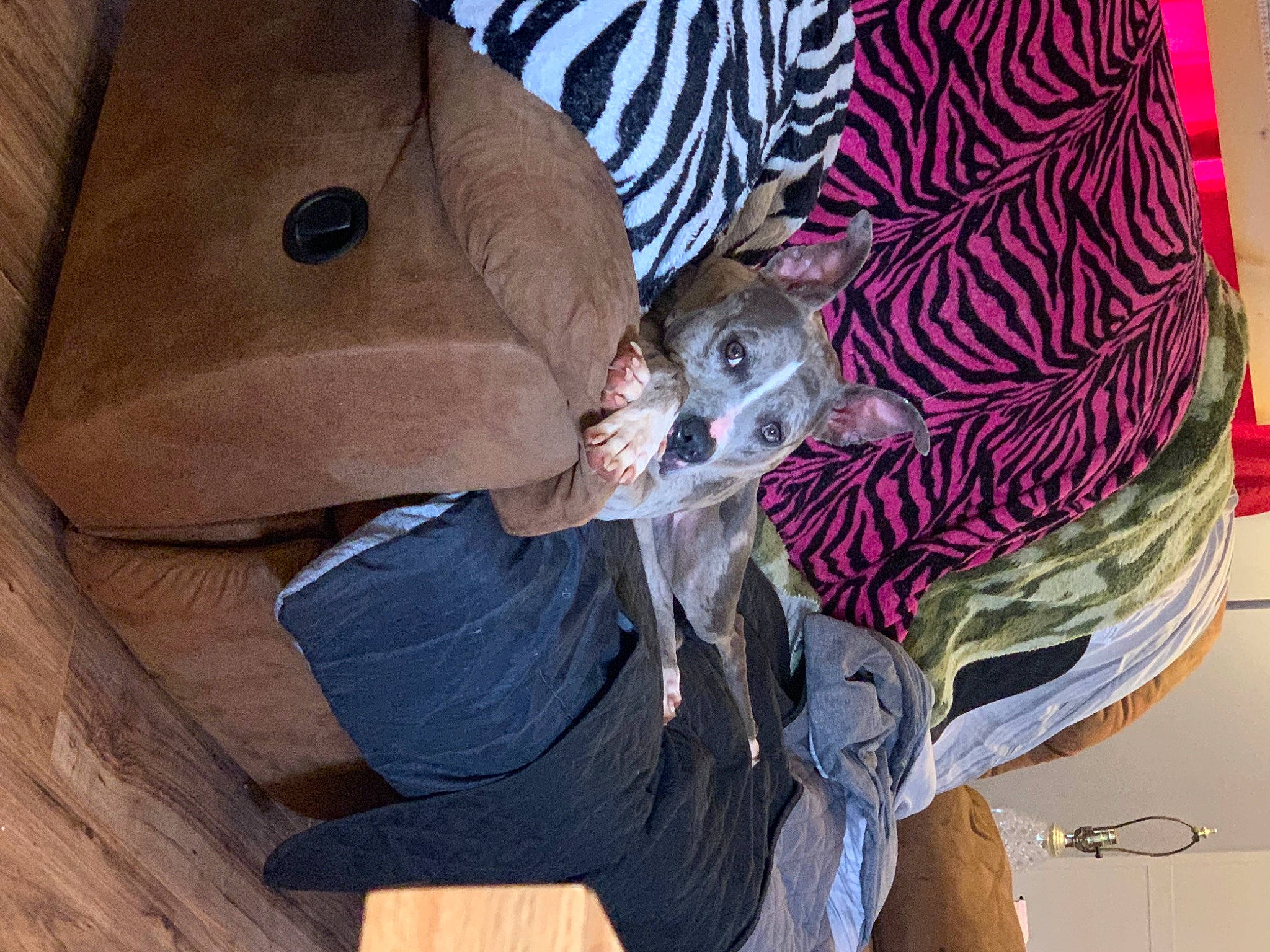 Ava Jaee is registered to the contest to win money with this photo: canidae, carnivore, comfort, companion_dog, dog, dog_breed, fawn, felidae, fur, hat, pattern, scarf, sitting, small_to_medium_sized_cats, smile, sporting_group, textile, tree, whiskers, wood