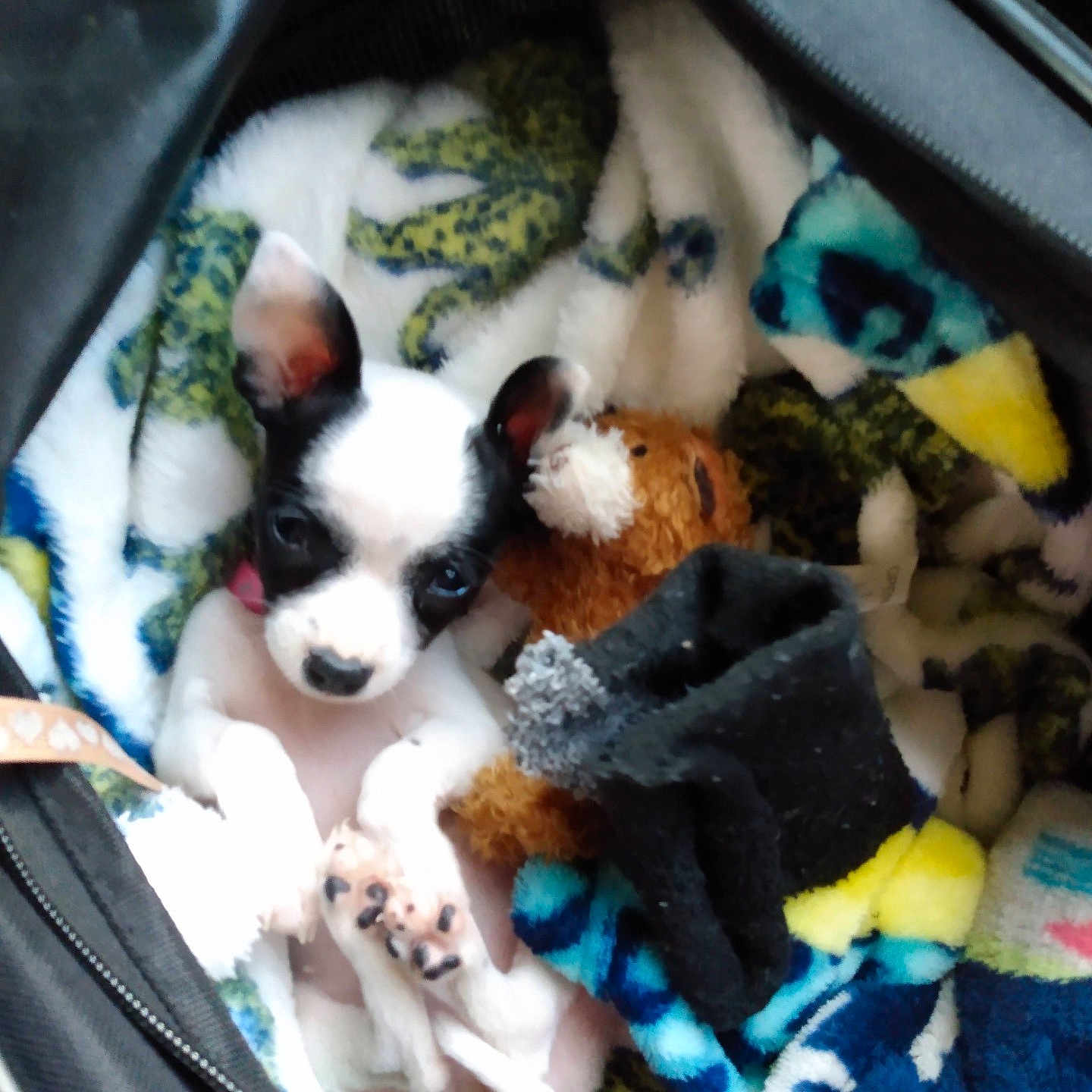 Missy is registered to the contest to win money with this photo: animal, black_and_white, blanket, colorful, cozy, cute, dog, domestic_animal, ears, fabric, fur, inside_bag, paw, pet, puppy, resting, sleeping_area, small_dog, stuffed_animal, toy