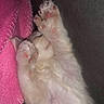 kitten, cat, paw, fur, pink_blanket, sleeping, cute, pet, animal, cozy, soft, whiskers, indoor, resting, closeup, feline, tiny_paws, pink_pads, relaxing, nap
