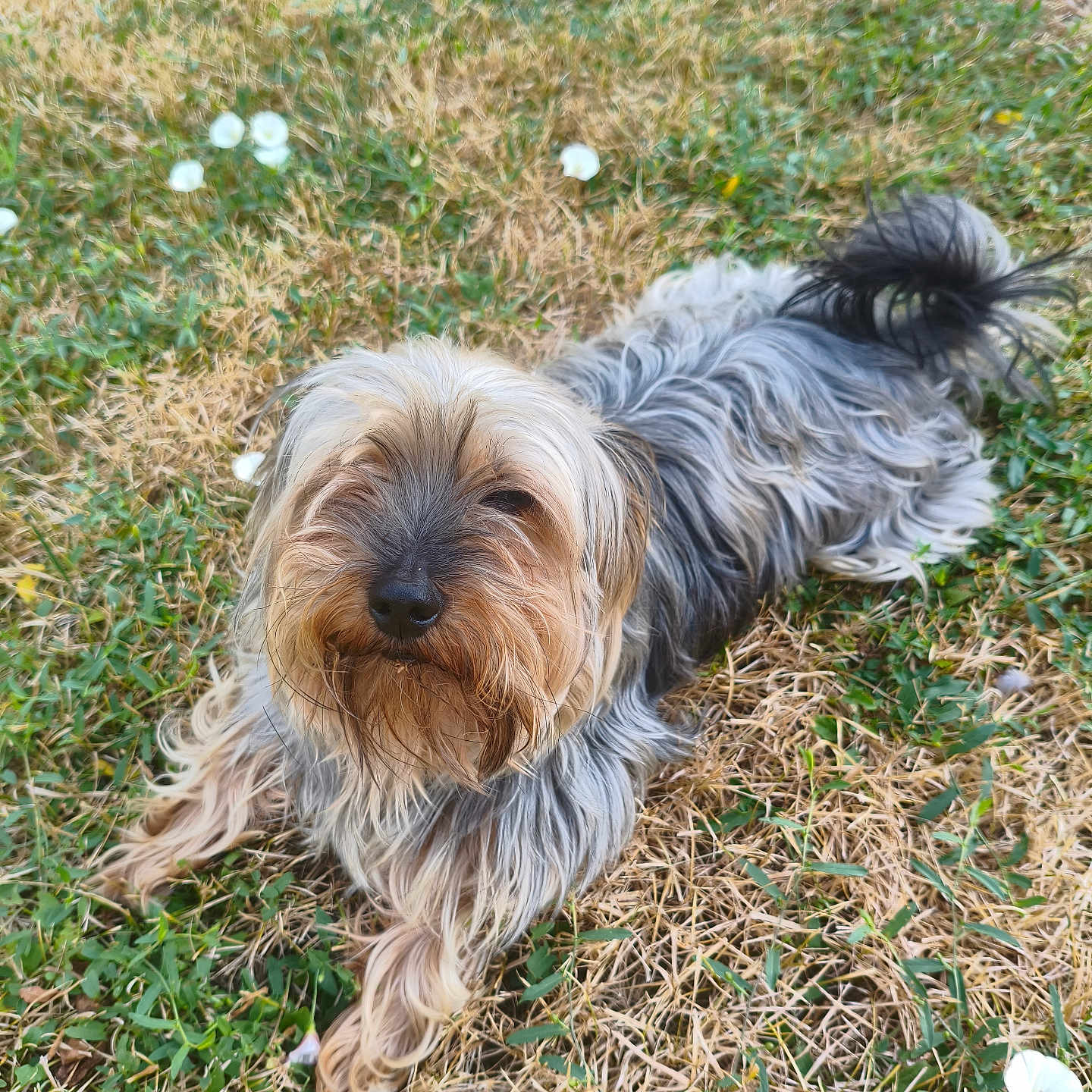 Nestor participe au concours pour gagner de l'argent avec cette photo : animal, black, brown, canine, cute, daylight, dog, flower, fur, grass, greenery, laying_down, nature, outdoor, pet, relaxed, scruffy, small_dog, summer, white_flower