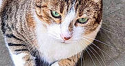 Opale a rejoint le concours — aidez-le/la à gagner de superbes lots ! alert, animal, cat, close_up, curious, cute, domestic_animal, ears, face, feline, fur, green_eyes, looking, outdoor, paws, pet, relaxed, resting, tabby, whiskers