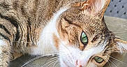 Opale participe au concours pour gagner de l'argent avec cette photo : cat, tabby, green_eyes, relaxed, outdoor, stone_wall, plastic_chair, feline, pet, close_up, resting, animal, whiskers, ears, fur, texture, nature, calm, portrait, daylight