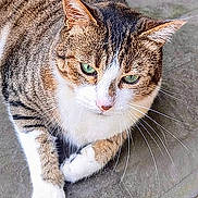 Opale participe au concours pour gagner de l'argent avec cette photo : cat, tabby, green_eyes, whiskers, fur, animal, pet, relaxed, outdoor, paws, close_up, face, portrait, cute, mammal, feline, striped, laying, looking, texture