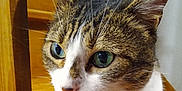 Opale participe au concours pour gagner de l'argent avec cette photo : animal, brown_fur, cat, close_up, curious, domestic_cat, face, feline, fur, green_eyes, indoor, mammal, pet, portrait, sharp_focus, tabby, whiskers, white_fur, wooden_furniture