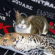 Opale joined the competition — help win amazing prizes! cat, tabby_cat, green_eyes, plush_pillow, leopard_print, fabric, text_print, black_background, white_text, red_text, pet, animal, indoor, resting, curious, feline, soft_texture, pattern, close_up, companion