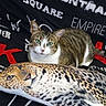 Opale joined the competition — help win amazing prizes! animal, black_background, cat, close_up, companion, curious, fabric, feline, green_eyes, indoor, leopard_print, pattern, pet, plush_pillow, red_text, resting, soft_texture, tabby_cat, text_print, white_text