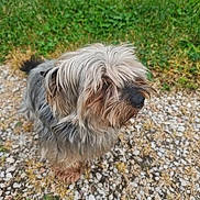 Nestor participe au concours pour gagner de l'argent avec cette photo : dog, small_dog, shaggy_dog, long_hair, fur, canine, pet, animal, outdoor, grass, gravel, path, standing, profile, black_nose, brown_fur, gray_fur, nature, portrait, hairy