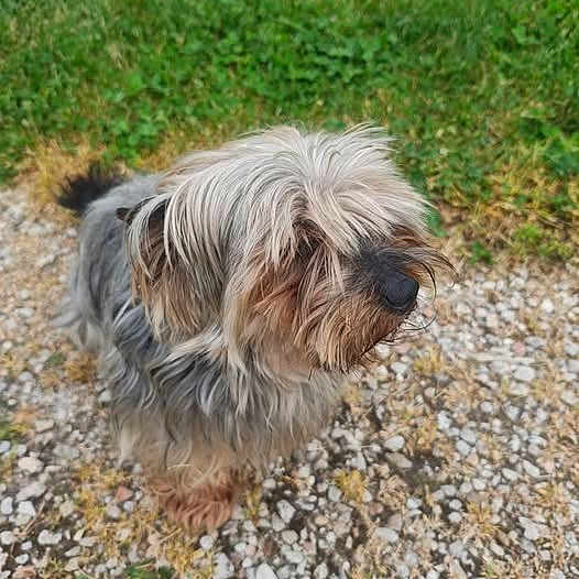 Nestor participe au concours pour gagner de l'argent avec cette photo : dog, small_dog, shaggy_dog, long_hair, fur, canine, pet, animal, outdoor, grass, gravel, path, standing, profile, black_nose, brown_fur, gray_fur, nature, portrait, hairy