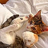 cat, kitten, calico_cat, animal, pet, furry, cuddling, playful, lying_down, bed, bedding, white_sheets, blanket, cozy, indoors, bedroom, wooden_wall, close_up, whiskers, portrait