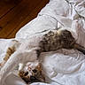 Cannelle a rejoint le concours — aidez-le/la à gagner de superbes lots ! cat, kitten, feline, pet, animal, fluffy, white_fur, brown_fur, orange_fur, blue_eyes, upside_down, lying_down, sleeping, bed, white_bedding, bedroom, wooden_floor, cozy, indoor, portrait