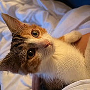 Cannelle a rejoint le concours — aidez-le/la à gagner de superbes lots ! cat, orange_cat, white_cat, tabby, pet, animal, feline, close_up, portrait, wide_eyes, whiskers, pink_nose, fur, lying_down, relaxed, bed, bedding, blanket, indoor, cozy