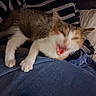 Cannelle a rejoint le concours — aidez-le/la à gagner de superbes lots ! cat, kitten, calico, pet, animal, sleepy, meowing, open_mouth, whiskers, ears, paws, fur, white_fur, orange_fur, brown_fur, blanket, bed, pillow, denim, indoors