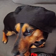 Praline participe au concours pour gagner de l'argent avec cette photo : animal, black_fur, black_hat, blur, brown_fur, canine, close_up, dog, domestic_animal, ears, face, fur, headwear, indoor, laying_down, nose, paw, pet, resting, sofa