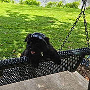Snoopy joined the competition — help win amazing prizes! animal, black_dog, chain, concrete, dog, grass, hat, lake, nature, outdoor, park, pet, playful, resting, shade, summer, sunlight, swing, tongue_out, water