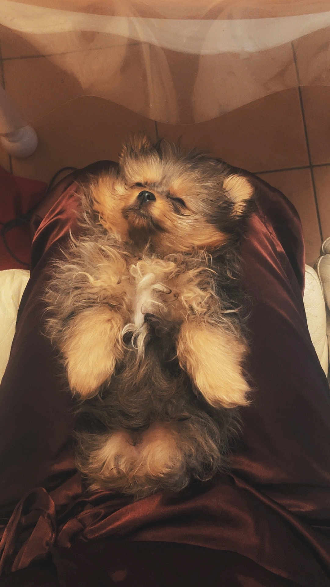Diva