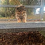 dog, puppy, fluffy, metal_railing, autumn, fallen_leaves, trees, outdoor, curious, small_dog, park, nature, brown, fur, pets, walk, animal, daylight, leaf_litter, cute
