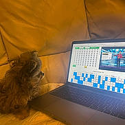 Diva participe au concours pour gagner de l'argent avec cette photo : dog, puppy, laptop, screen, bingo, lottery, couch, yellow, fur, pet, indoor, technology, computer, keyboard, curious, seated, cozy, warm_lighting, electronic, home