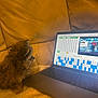 dog, puppy, laptop, screen, bingo, lottery, couch, yellow, fur, pet, indoor, technology, computer, keyboard, curious, seated, cozy, warm_lighting, electronic, home
