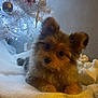 dog, puppy, fluffy, white_blanket, christmas_tree, ornaments, lights, decorations, indoor, holiday, cute, pet, fur, brown, black, small_dog, face, ears, lying_down, cozy