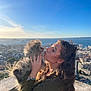 woman, dog, outdoor, sky, sunlight, cityscape, love, pet, fluffy, affection, hair, holding, kiss, sweater, bracelet, balcony, sea, buildings, nature, portrait