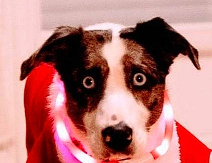 Sally a rejoint le concours — aidez-le/la à gagner de superbes lots ! ancient_dog_breeds, canidae, carnivore, collar, companion_dog, dog, dog_breed, dog_collar, dog_supply, fur, leash, pet_supply, plant, small_terrier, snout, sporting_group, terrier, whiskers, working_animal, working_dog