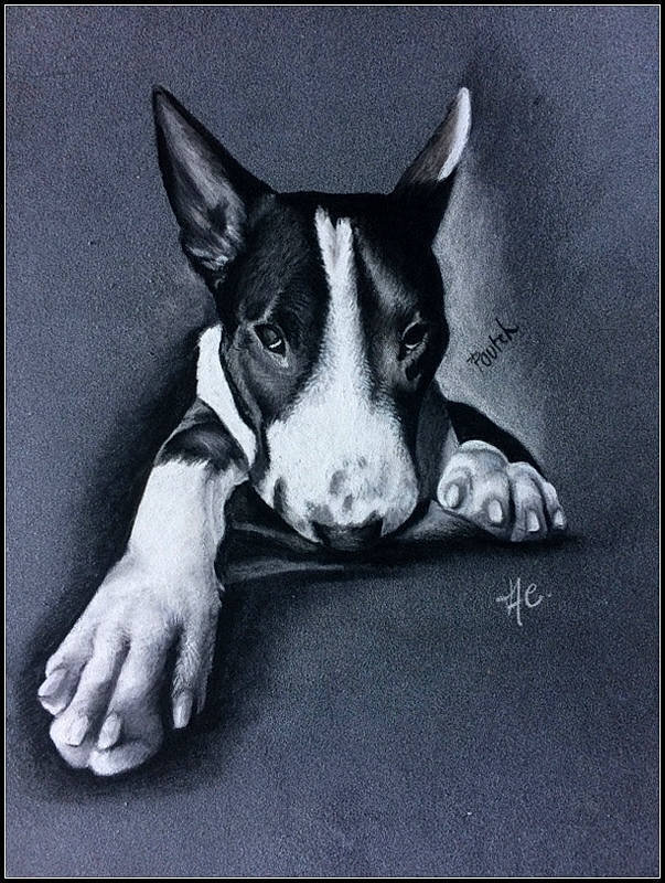 Poutch participe au concours pour gagner de l'argent avec cette photo : black_and_white, bull_and_terrier, bull_terrier, bull_terrier_miniature, canidae, carnivore, dog, dog_breed, english_white_terrier, mammal, non_sporting_group, old_english_terrier, snout, terrier, vertebrate