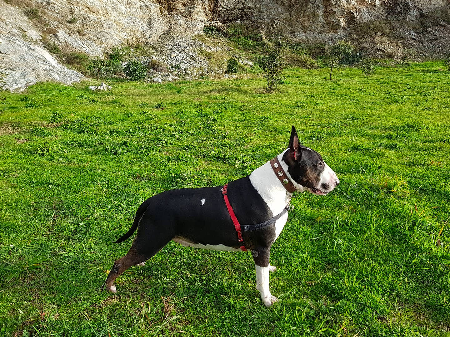Poutch participe au concours pour gagner de l'argent avec cette photo : american_staffordshire_terrier, bull_and_terrier, bull_terrier, bull_terrier_miniature, canidae, carnivore, dog, dog_breed, fawn, grass, mammal, mcnab, non_sporting_group, old_english_terrier, plant, terrier, vertebrate