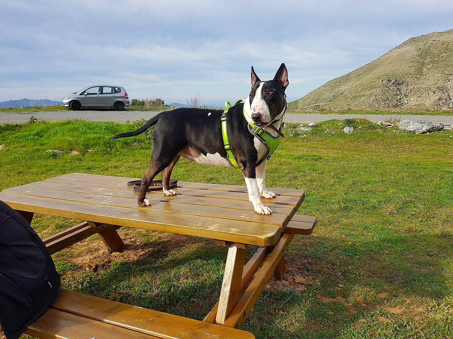 Poutch a rejoint le concours — aidez-le/la à gagner de superbes lots ! american_staffordshire_terrier, boston_terrier, bull_and_terrier, bull_terrier, bull_terrier_miniature, canidae, carnivore, dog, dog_breed, mammal, non_sporting_group, terrier, vertebrate