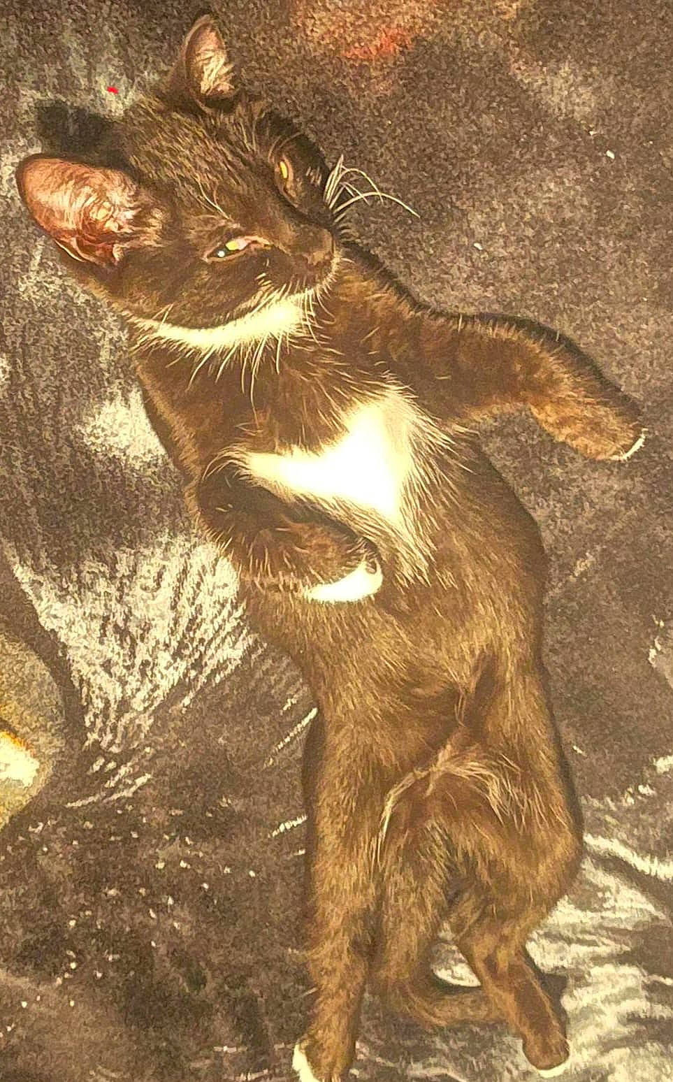 Musharka joined the competition — help win amazing prizes! abyssinian, animal, art, bodypart, brasssection, cat, coyote, drawing, egyptiancat, envelope, greetingcard, kitten, mail, manx, mouth, painting, person, pet, sleeping, teeth