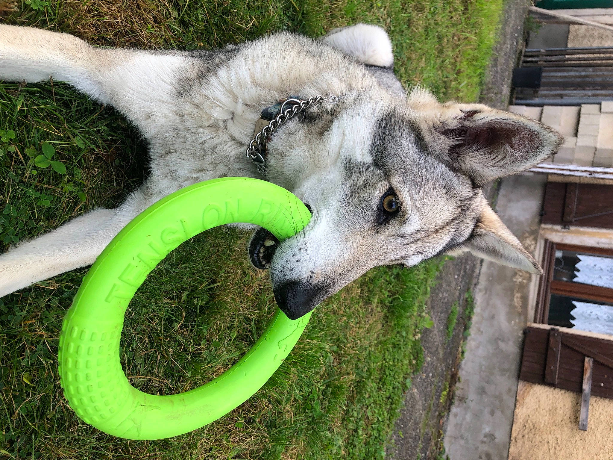 Nelly a rejoint le concours — aidez-le/la à gagner de superbes lots ! automotive_tire, automotive_wheel_system, bicycle_handlebar, bicycle_part, bicycle_tire, bicycle_wheel, carnivore, circle, dog_breed, fur, grass, plant, snout, sporting_group, terrestrial_animal, tire, wheel, wildlife, wood, working_animal