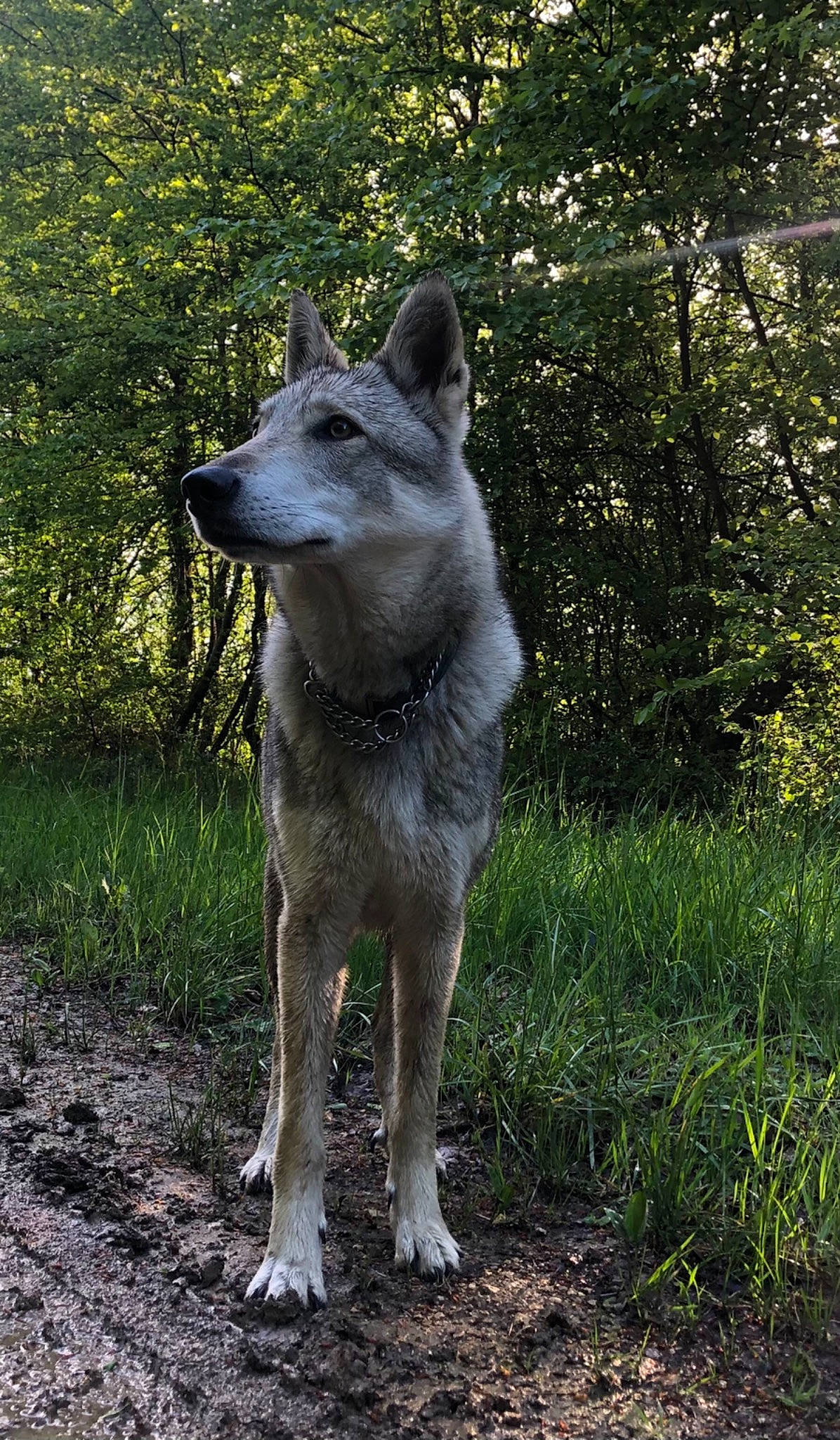 Nelly participe au concours pour gagner de l'argent avec cette photo : canidae, canis, canis_lupus_tundrarum, carnivore, companion_dog, dog, dog_breed, fawn, grass, non_sporting_group, plant, snout, sporting_group, tail, terrestrial_animal, tree, wildlife, wolf, working_animal, working_dog