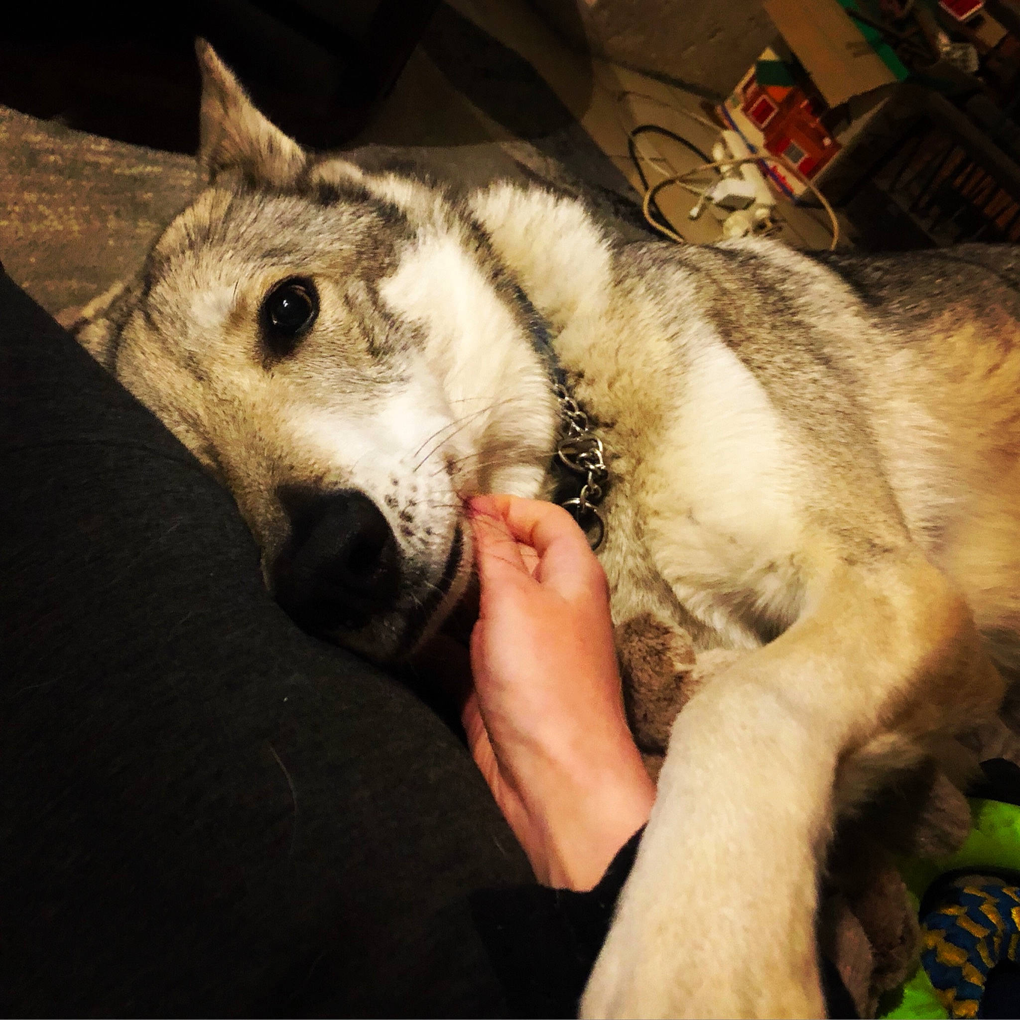 Nelly participe au concours pour gagner de l'argent avec cette photo : canidae, canis, carnivore, claw, dog, dog_breed, domestic_short_haired_cat, felidae, flesh, fur, metal, paw, siberian_husky, sled_dog, small_to_medium_sized_cats, snout, square, whiskers, wildlife, wolf